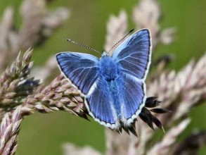 common blueb