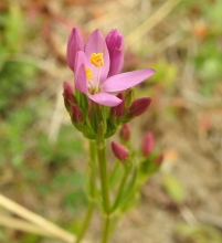 Common Centaury_edited-1