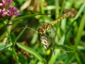 Common-Darter-Roger-Foster-gallery