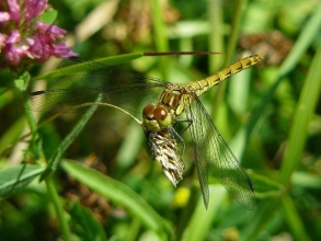 Common-Darter-Roger-Foster-gallery Common-Darter-Roger-Foster-gallery