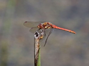 Common Darter Common Darter
