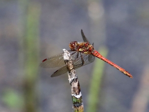 Common Darter2 Common Darter2