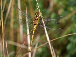 Common Darterb Common Darterb