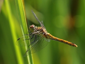Common Darterd Common Darterd