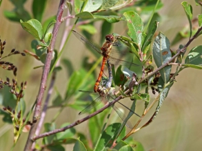 Common Dartere Common Dartere