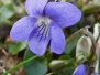 Common Dog-violet