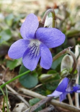 Common Dog-Violet-1_edited-1