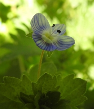 Common Field-Speedwell_edited-1