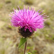 Common Knapweed_edited-1