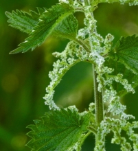 Common Nettle_edited-1