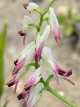 Common Ramping-fumitory (2)_edited-1