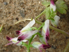 Common Ramping-fumitory_edited-1