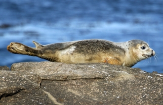 Common-Seal-3-gallery