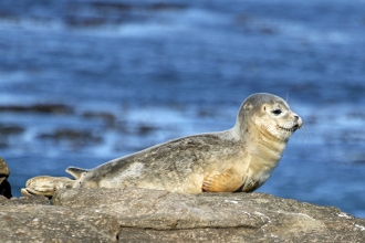 Common-Seal-Gallery-1