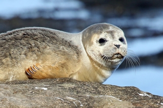 Common-Seal-gallery-2