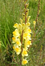 Common Toadflax_edited-1