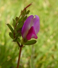 Common Vetch-1_edited-1