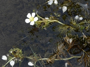 Common Water-crowfoot_edited-1