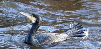 Cormorant-1-AB Cormorant-1-AB