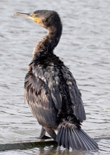 Cormorant-2-AB Cormorant-2-AB