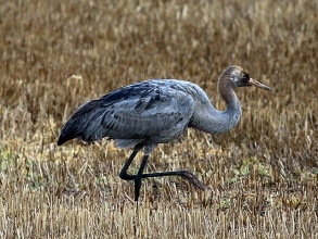 Common Crane at Sandy Bay-Newbiggin-gallery