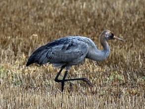 Common Crane at Sandy Bay-Newbiggin-gallery Common Crane at Sandy Bay-Newbiggin-gallery