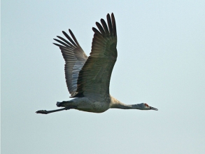 Sandhill-Crane-1-Jimmy-Steele-gallery