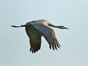 Sandhill-Crane-2-Jimmy-Steele-gallery