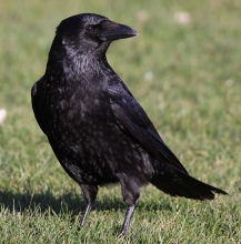 Carrion-Crow-1-David-Dack-Gallery1