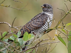 holy island cuckoo holy island cuckoo