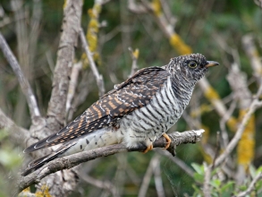 holy island cuckoo2 holy island cuckoo2