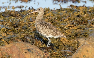 Curlew-1-Paul-Buskin-Sept-17-gallery