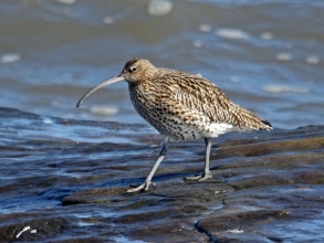 curlew2