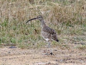 whimbrel