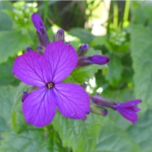 Dame's Violet-1_edited-1