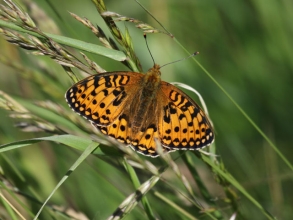 Dark Green Fritillary