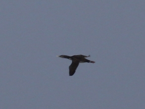 CBarlow White-billed Diver Church Point