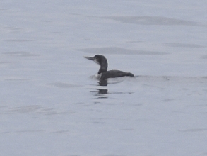 White Billed Diver (Jimmy Swalwell)