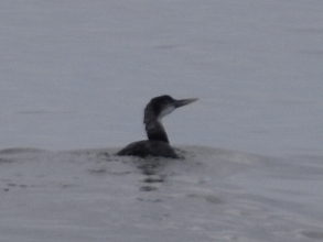 White billed diver (Jimmy Swalwell2)