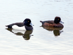 Tufted-Duck-2-AB-03-13