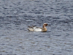 garganey drake moor flash