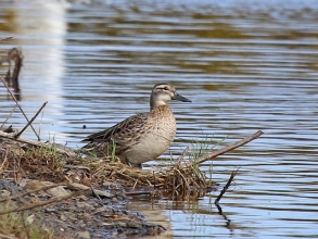 garganey duck moor flash