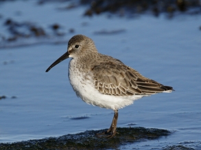 CBarlow Dunlin Newbiggin