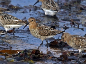 dunlin dunlin