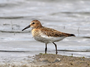 dunlin dunlin