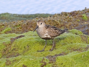 dunlin3