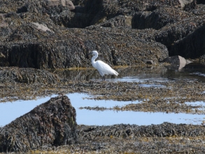 Little egret beacons