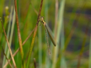 Emerald-Damselfly-Roger-Foster-gallery