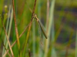 Emerald-Damselfly-Roger-Foster-gallery Emerald-Damselfly-Roger-Foster-gallery