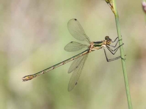 emerald damselfly